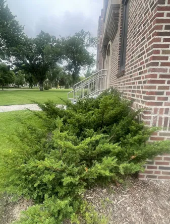 Japanese Yew Shrub in the Summer