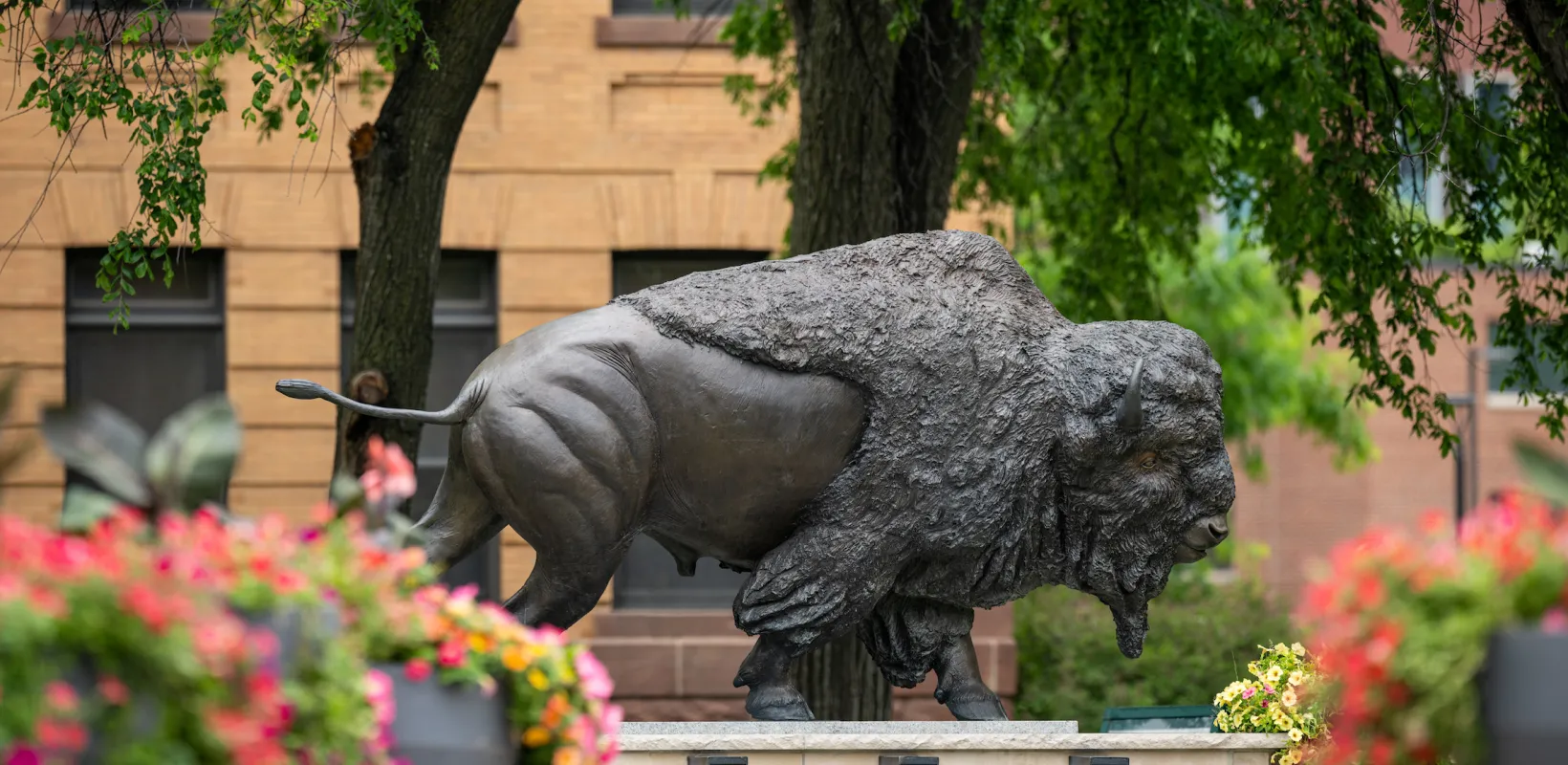 Bison statue on NDSU campus.