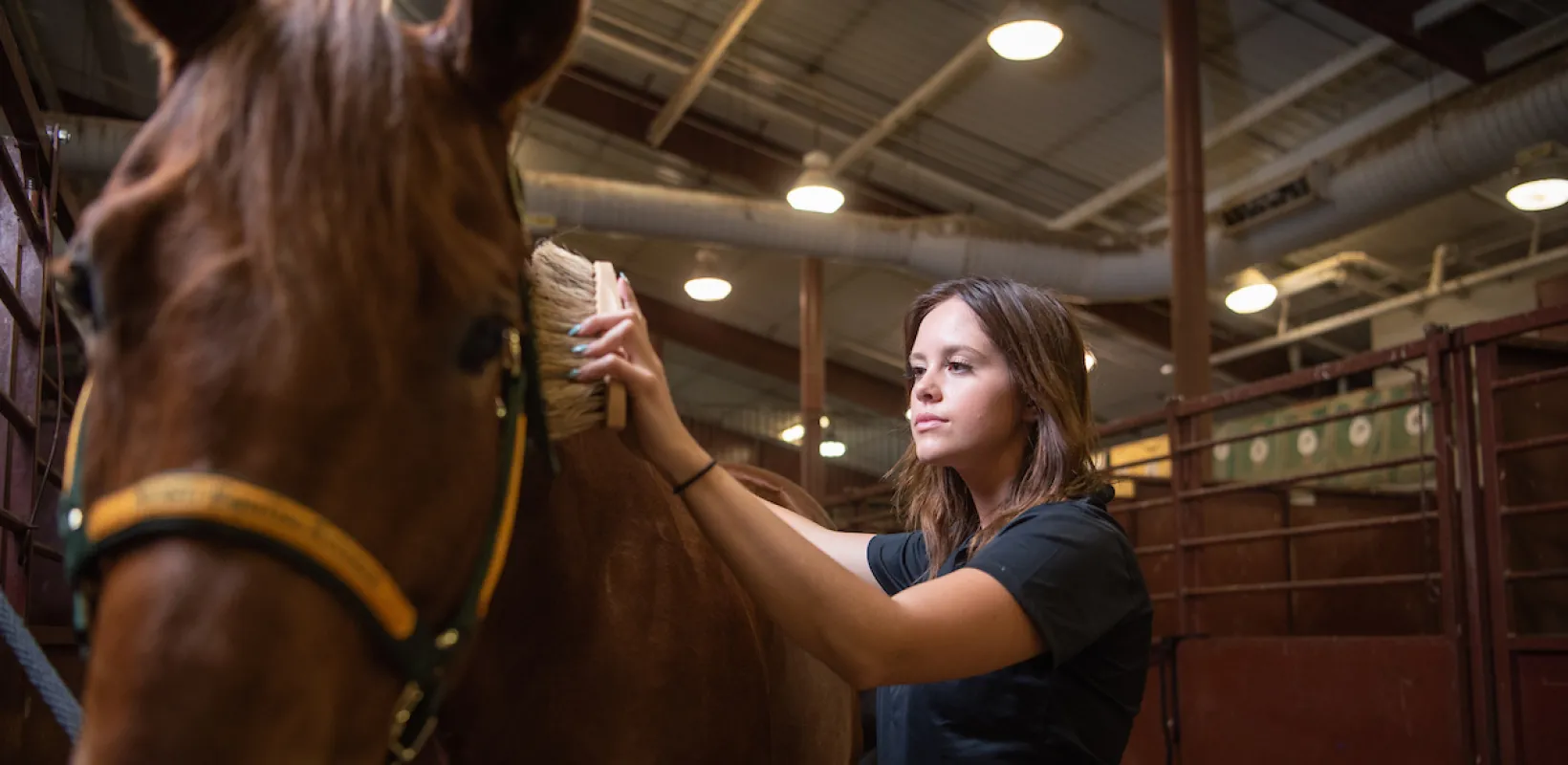 student brushing a horse out