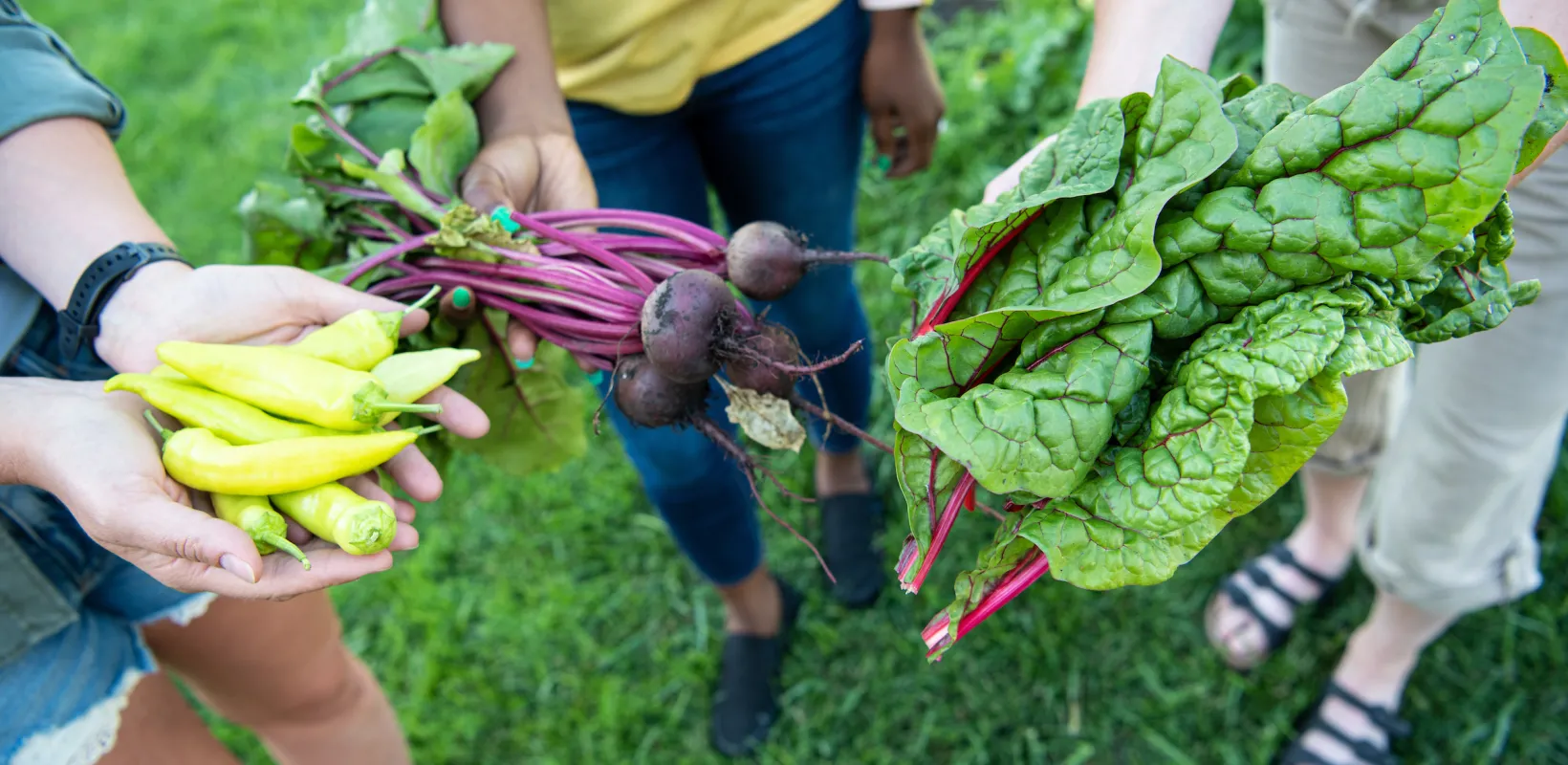 students evaluating a crop of vegetables