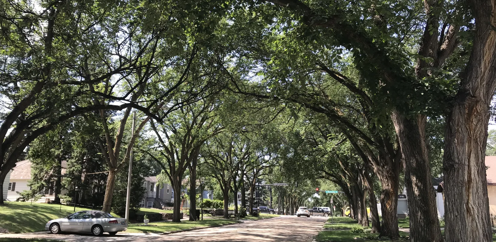 Large elm trees lining a city block with branches hanging over the street