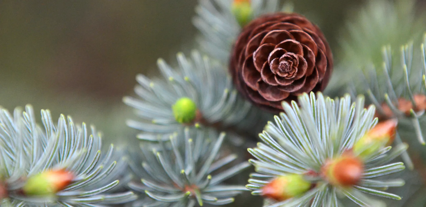 Spruce cone on top of spruce needles on branch