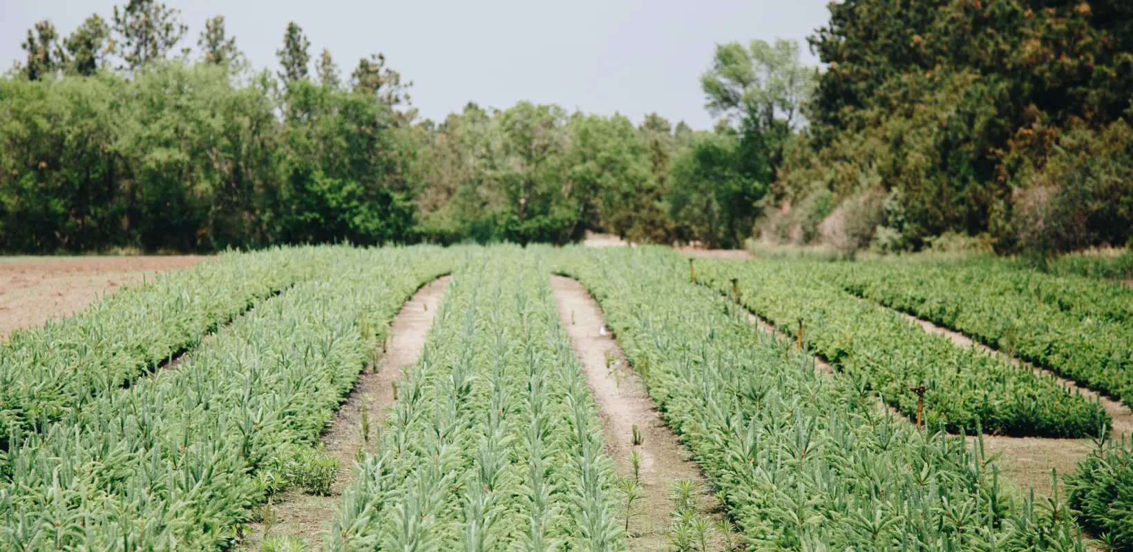 Small spruce tree seedlings planted in rows