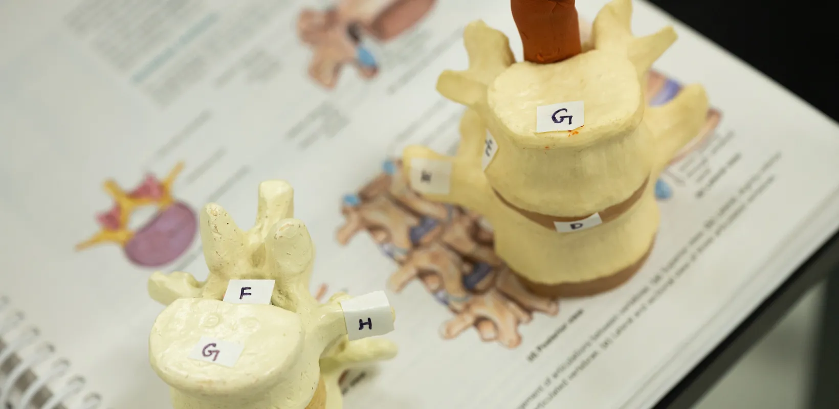human vertebrae models and diagrams