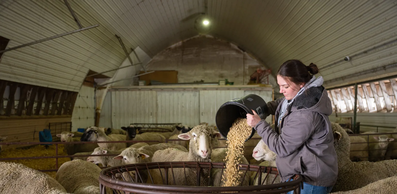 A student refilling a feed trough for sheep in a barn