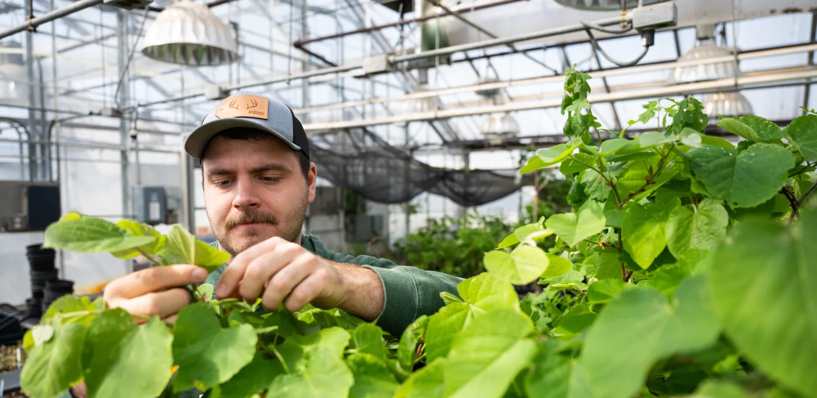 student evaluating plants in a greenhouse