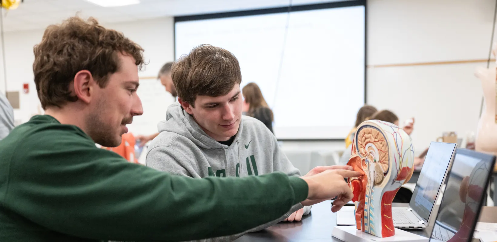 students looking at a model of a human brain
