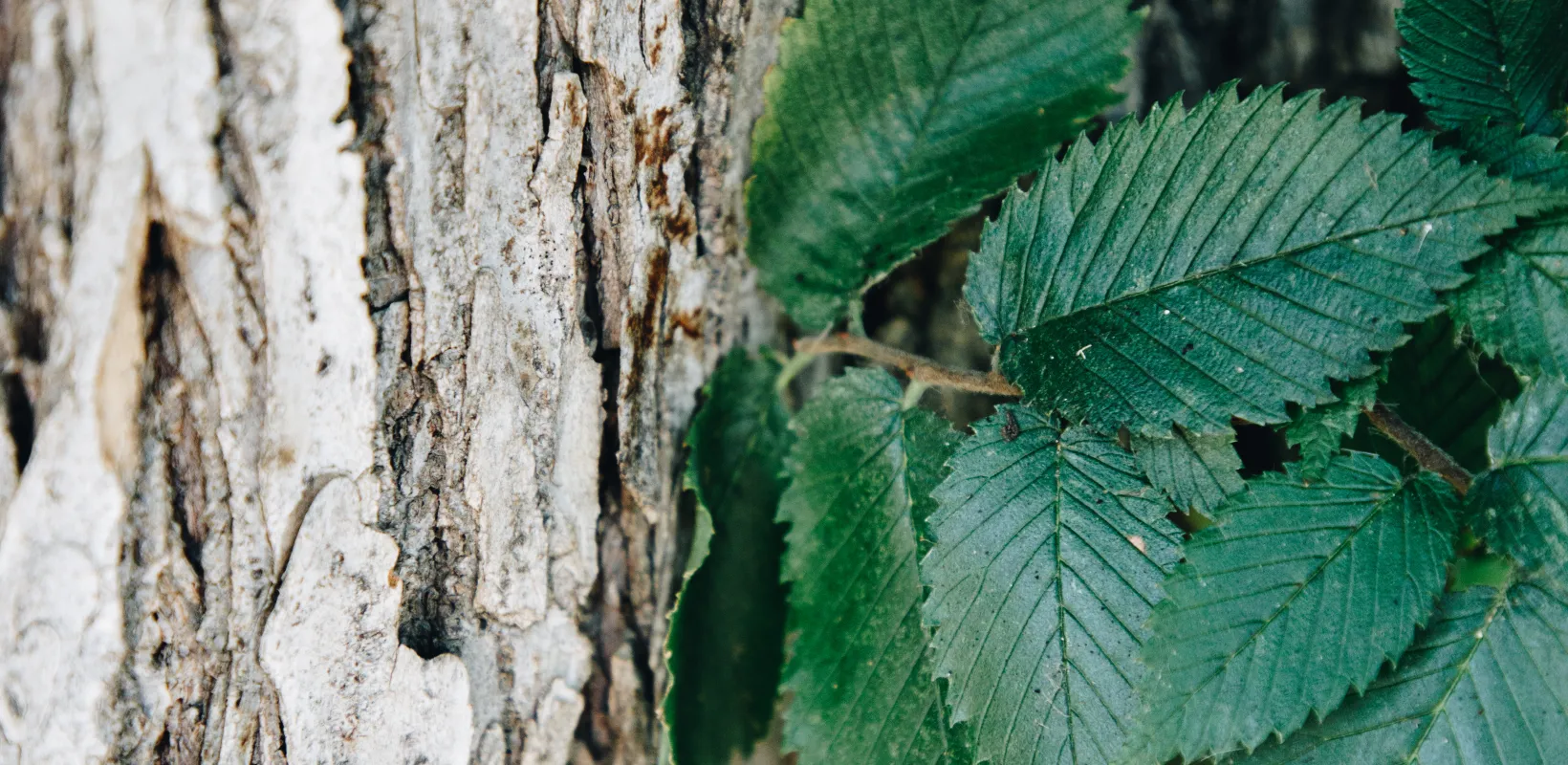 American Elm leaves on the right side growing out of bark of tree