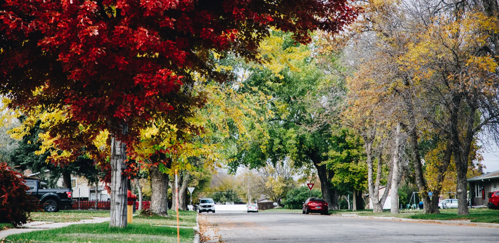 Trees that line a city block are bright with fall colors