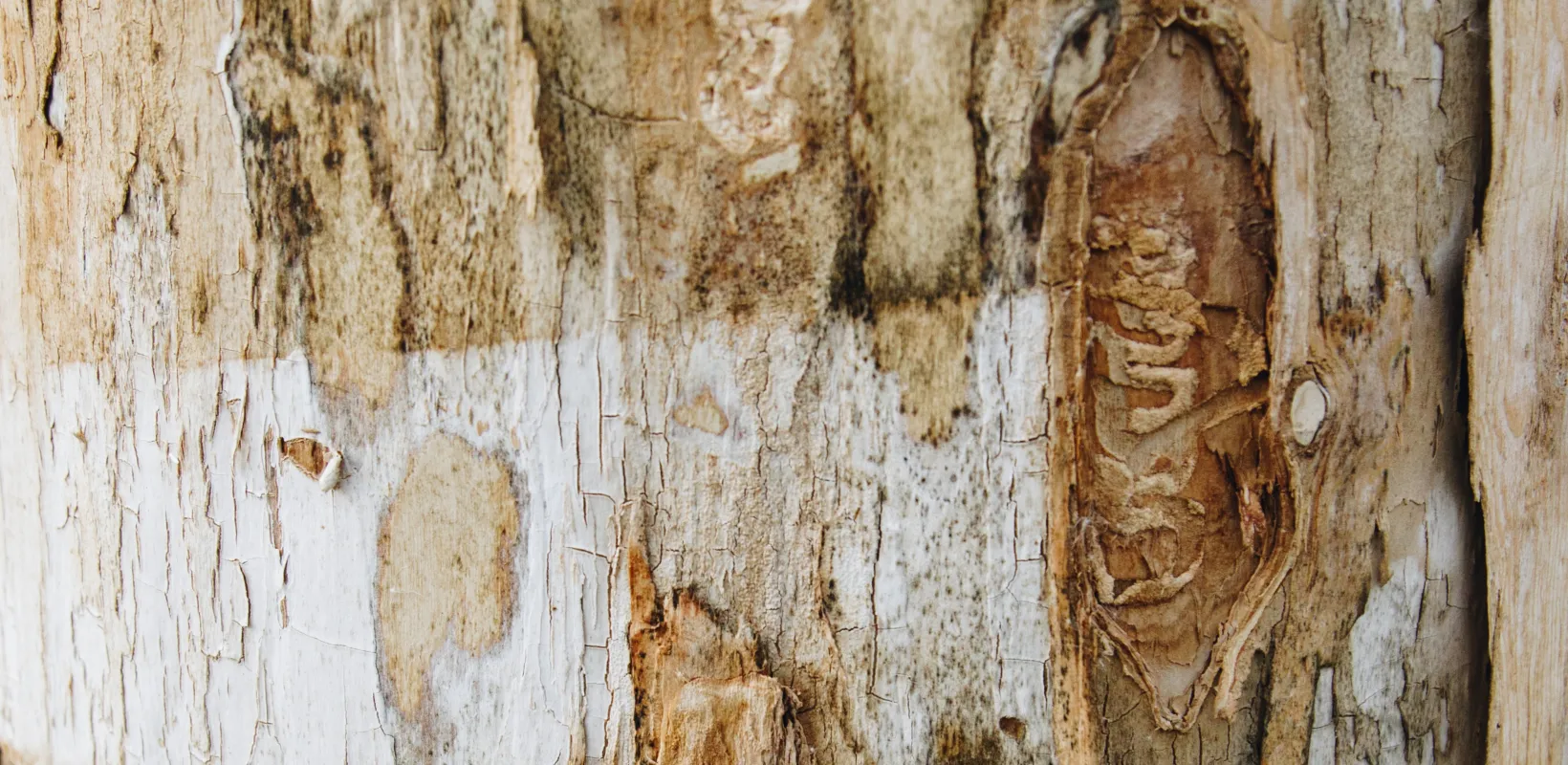 S-shaped galleries imbedded in the wood of a tree from larvae