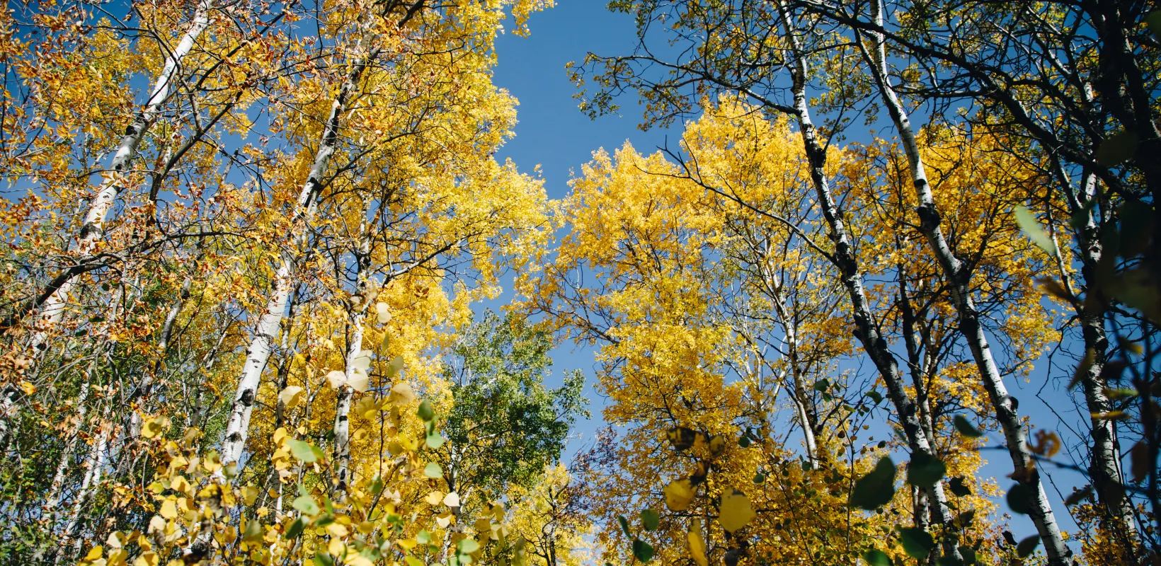 Aspen trees with yellow leaves rise up into the sky