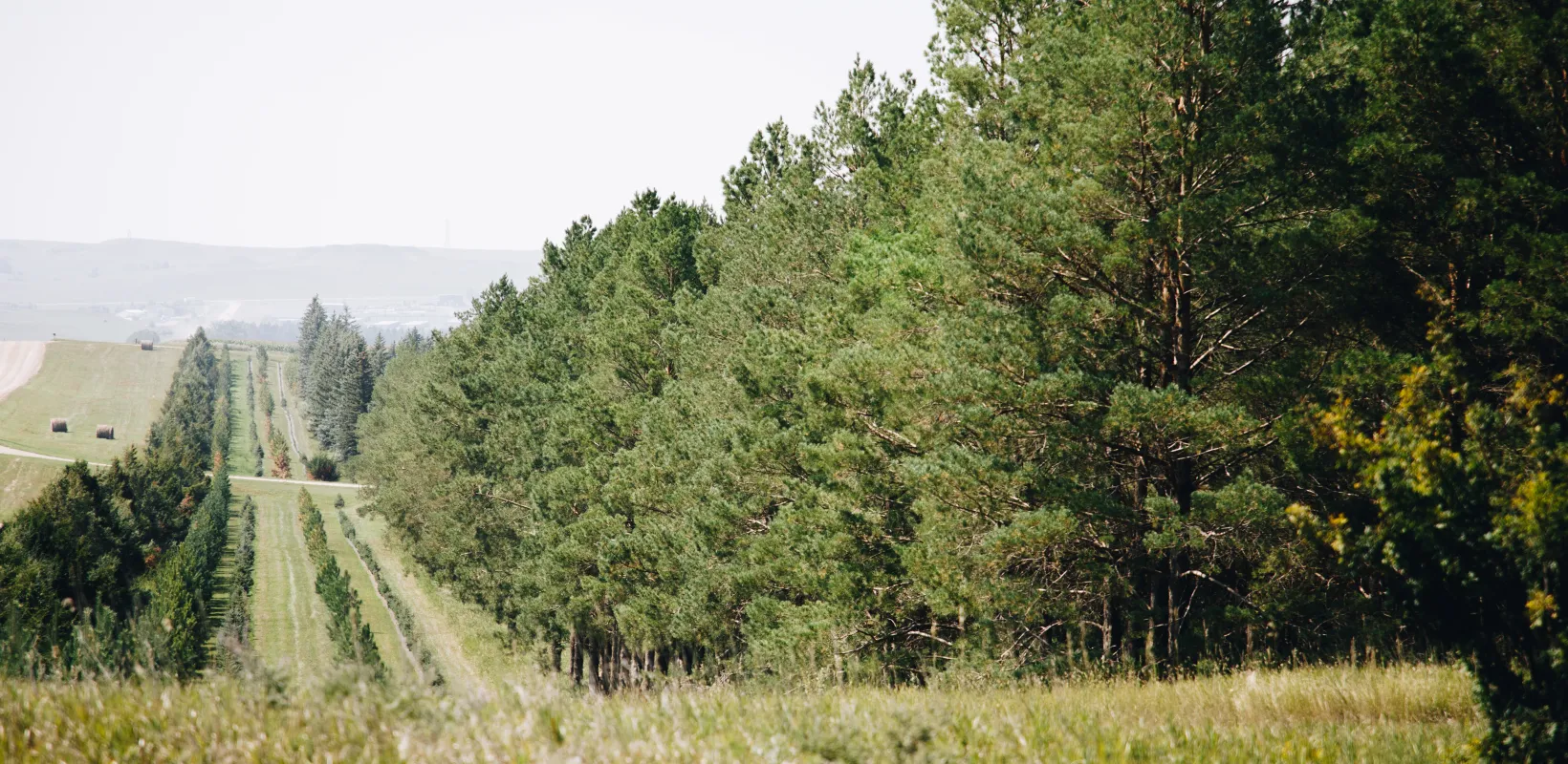 Rows of trees make up a windbreak along the landscape
