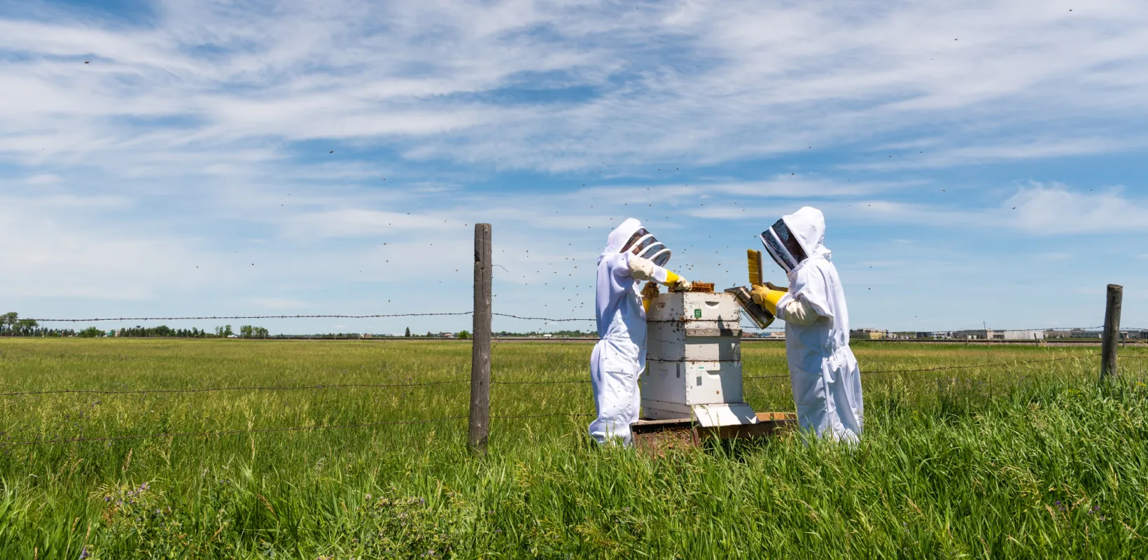 two beekeepers opening a beehive and removing the frames