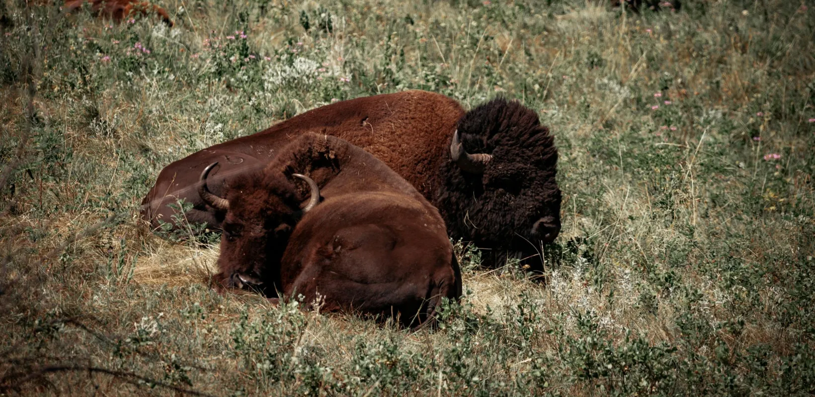 herd of bison bedding down in a meadow