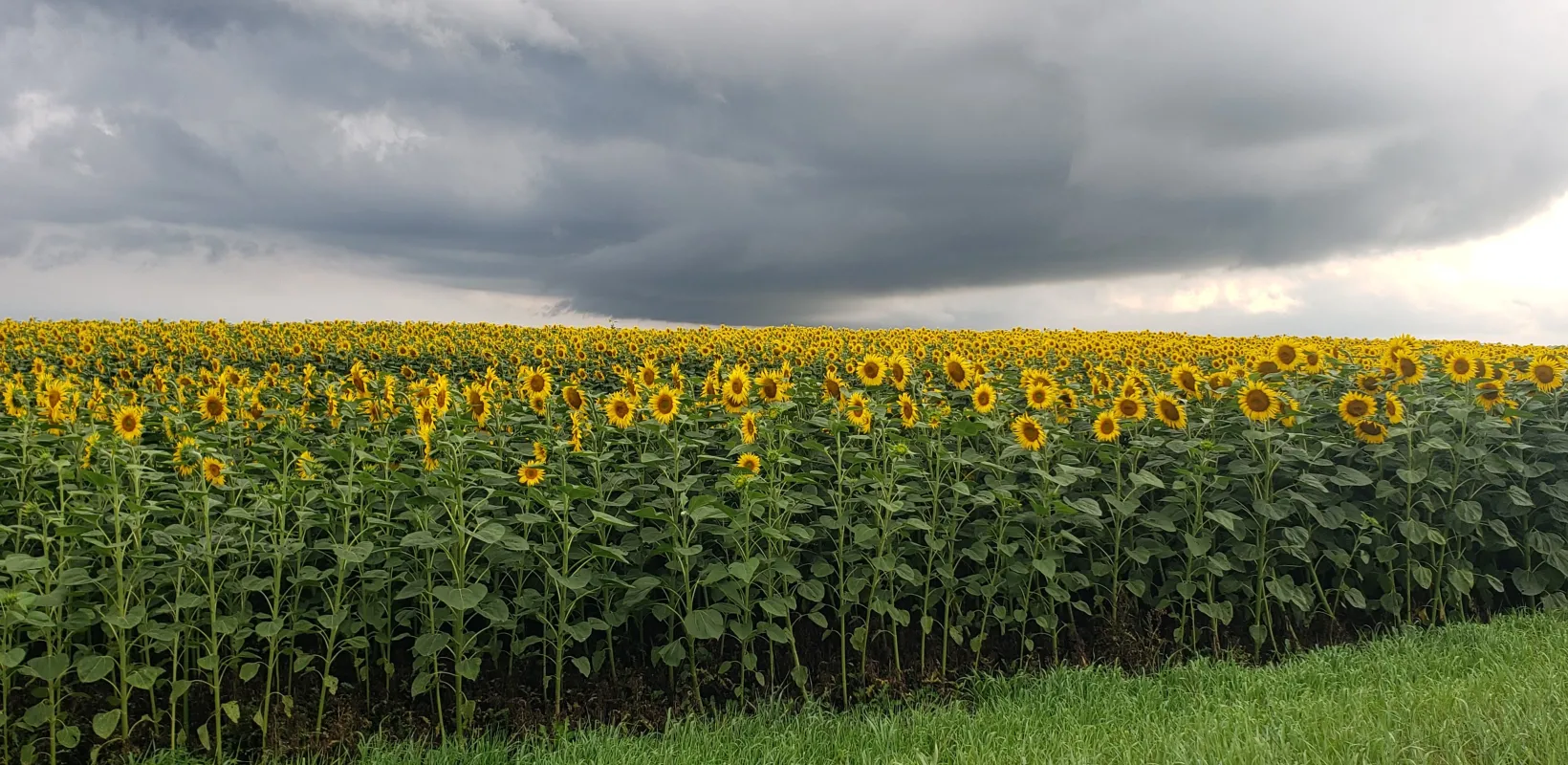 Sunflower field under stormy sky near Oakes, ND