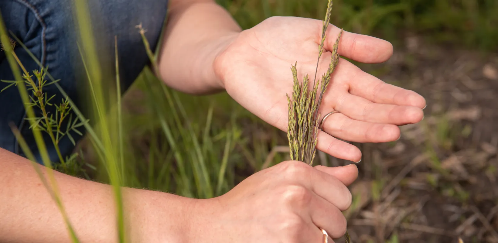 student holding grain in a field