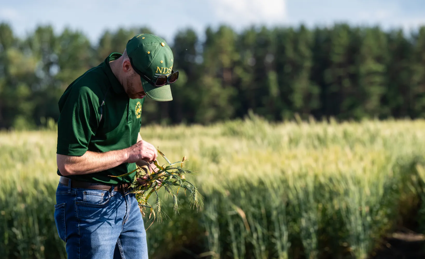 person inspecting plants in the field