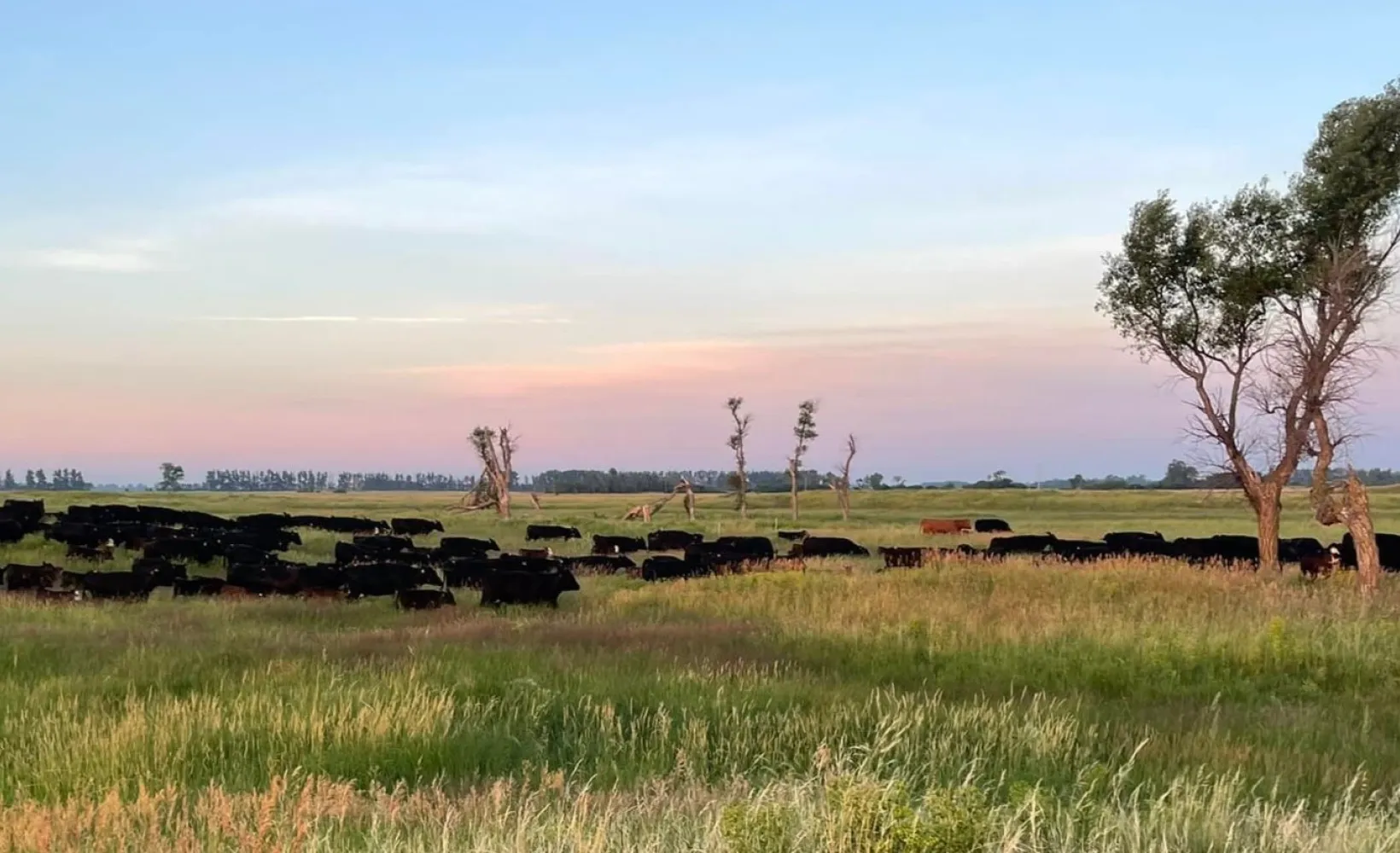 Cows grazing on the range in ND