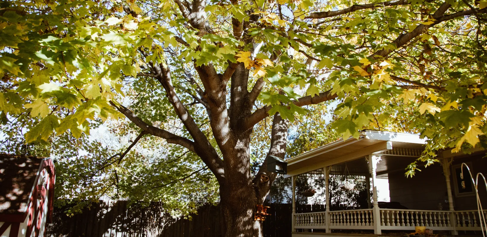 A large tree in fall color extends its canopy across the sky