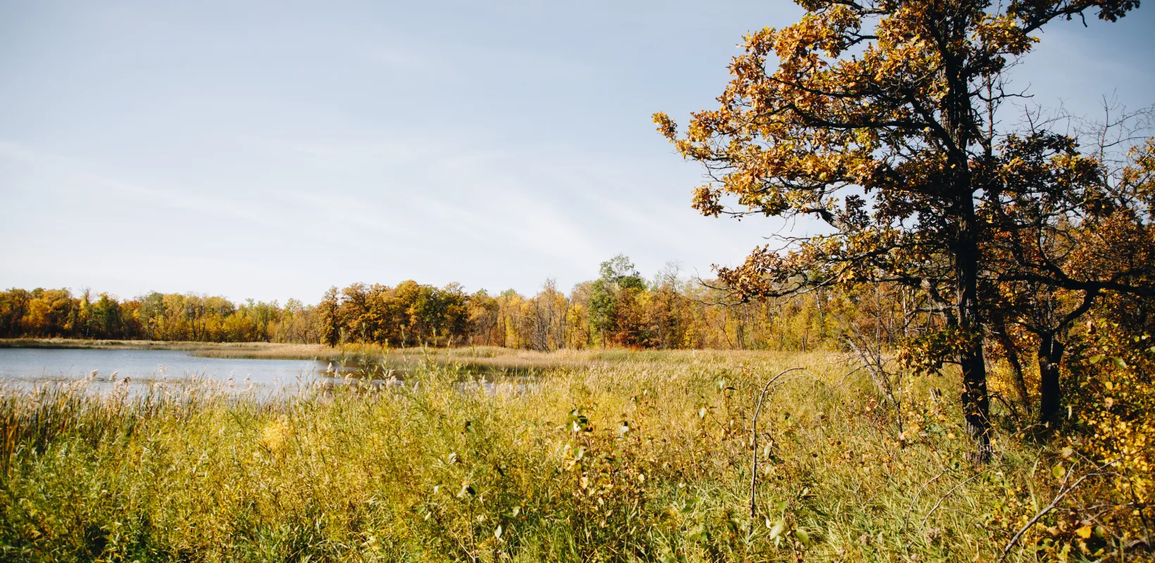 A lake surrounded by trees and grass