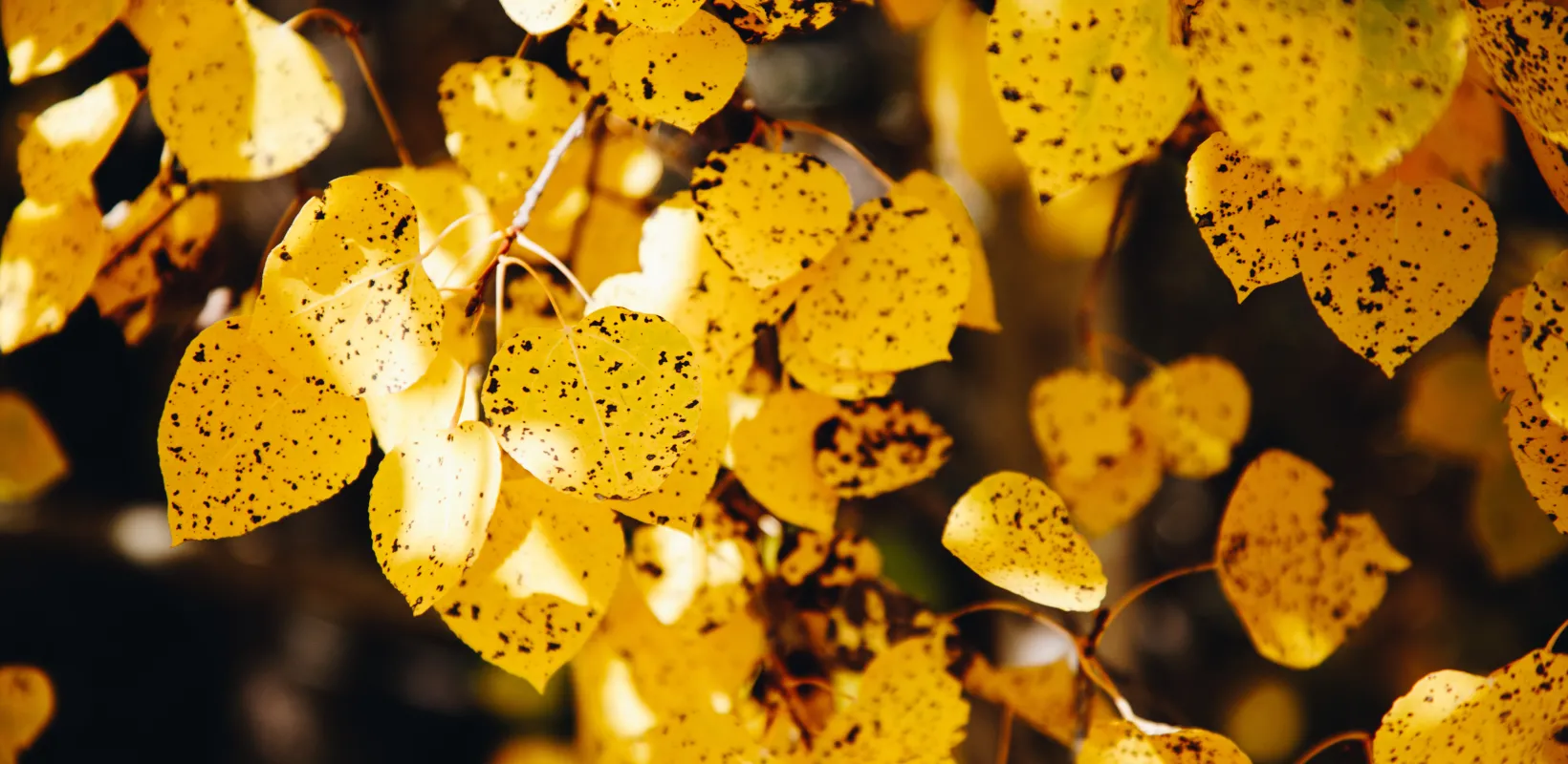 Yellow aspen leaves with black spots