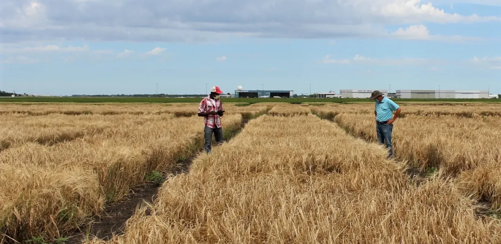 Two men in feild looking at crops