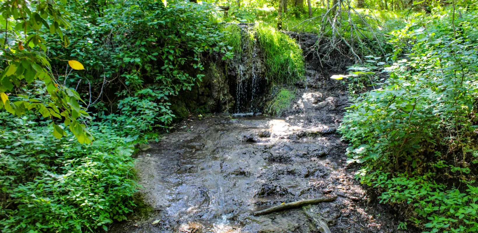 A waterfall in a forest