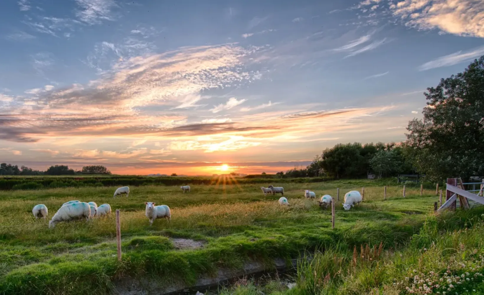 Sheep in pasture