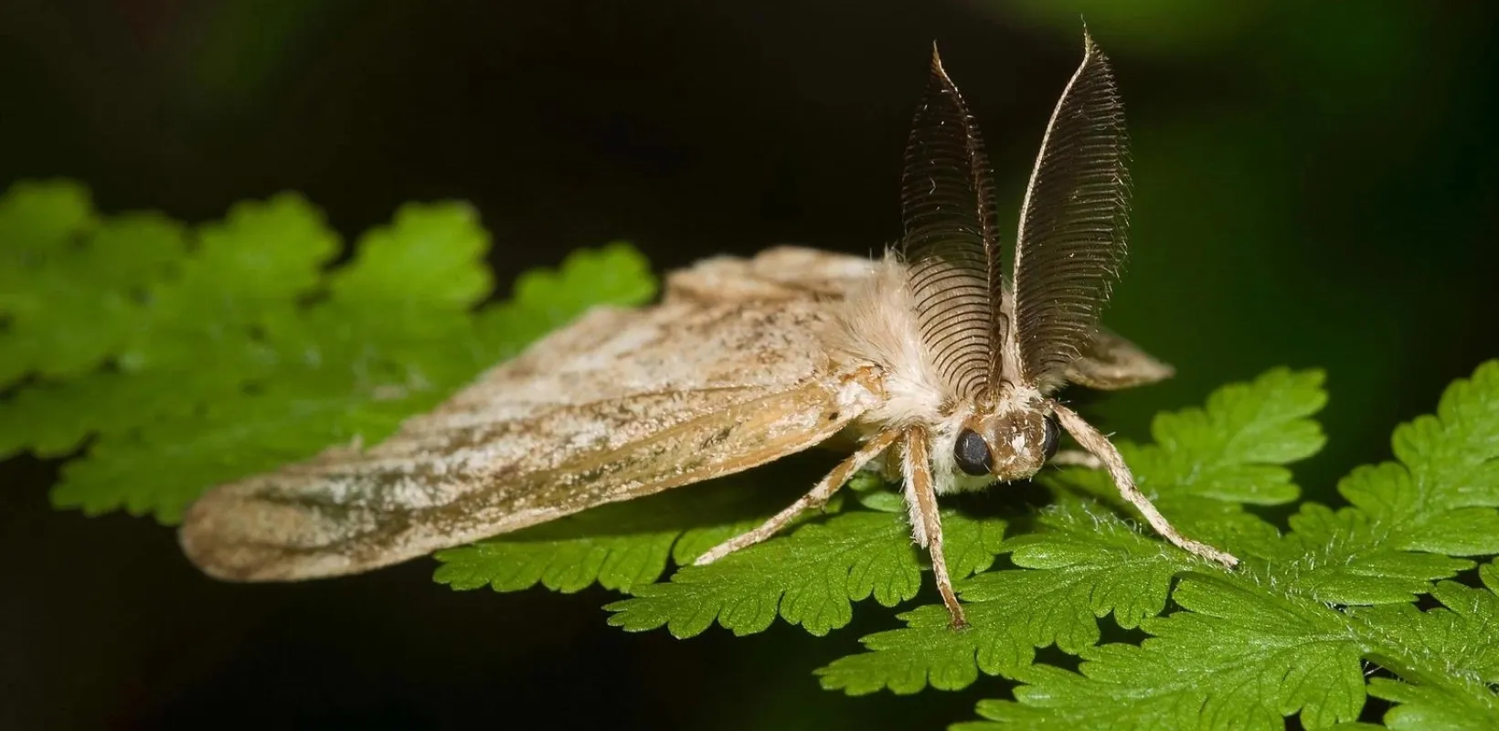 A spongy moth on top of a leaf