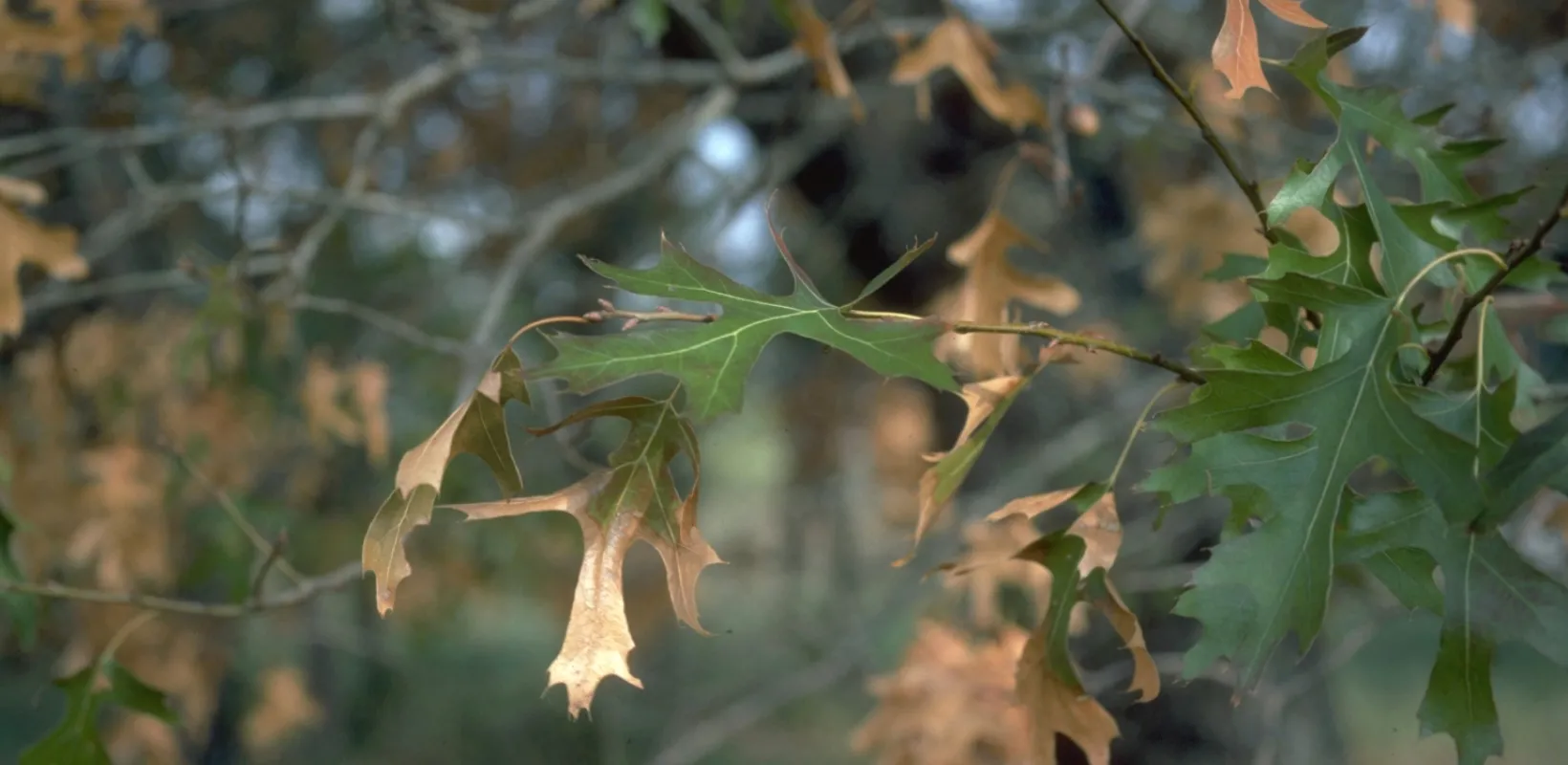 Oak leaves turning brown at the tip