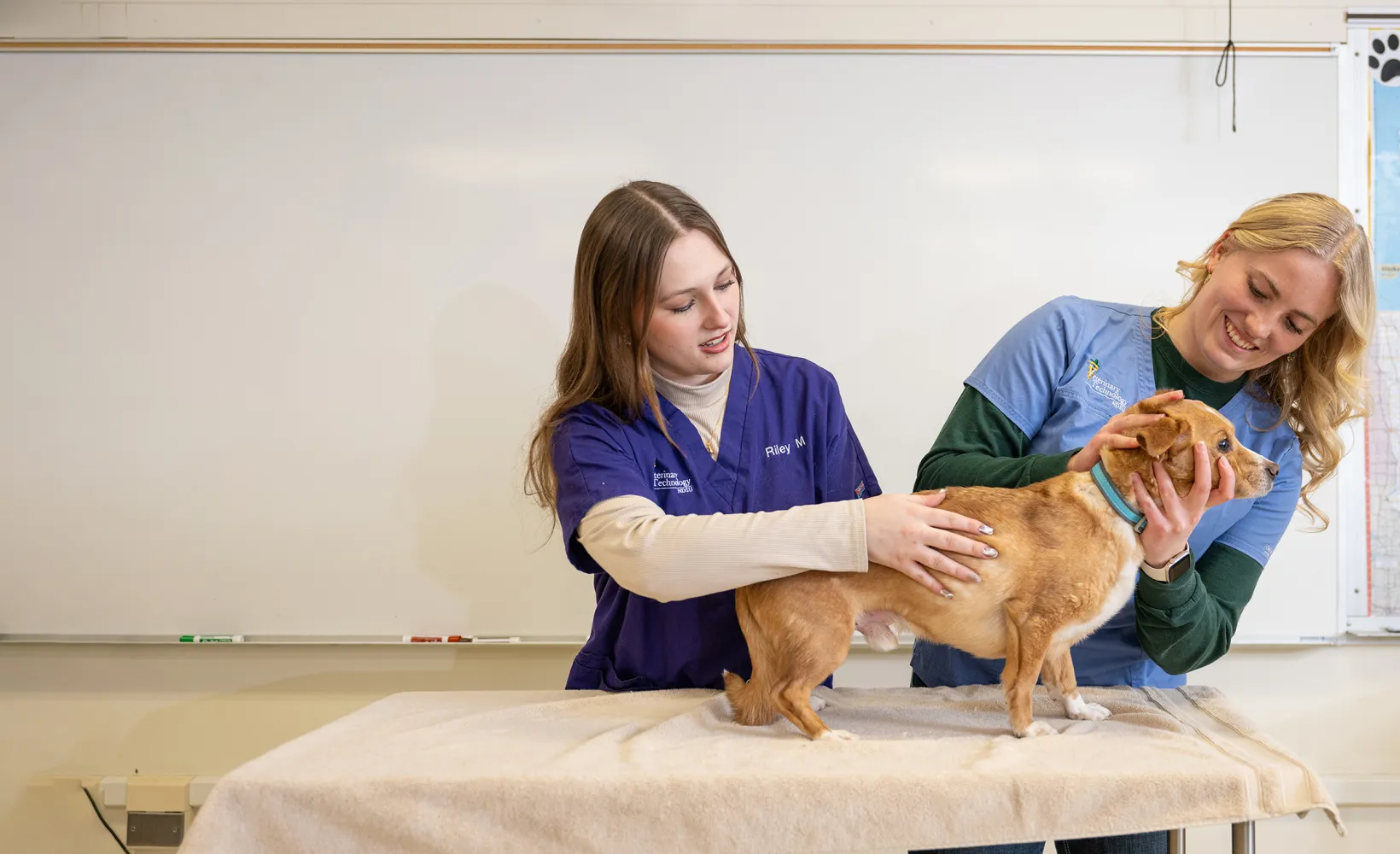 students examining a dog as part of their Veterinary Tech classwork