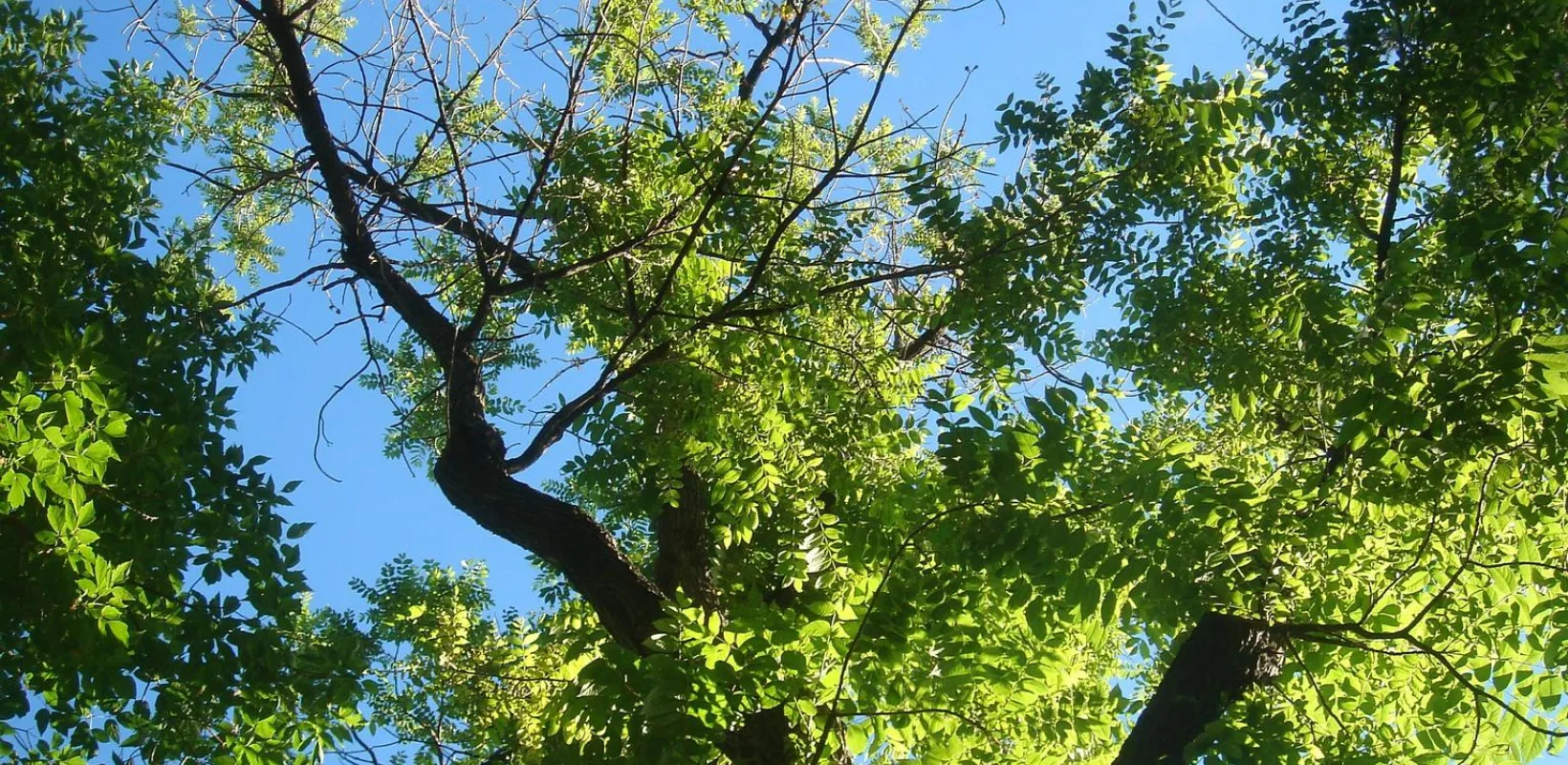 A black walnut tree starts to show some crown dieback