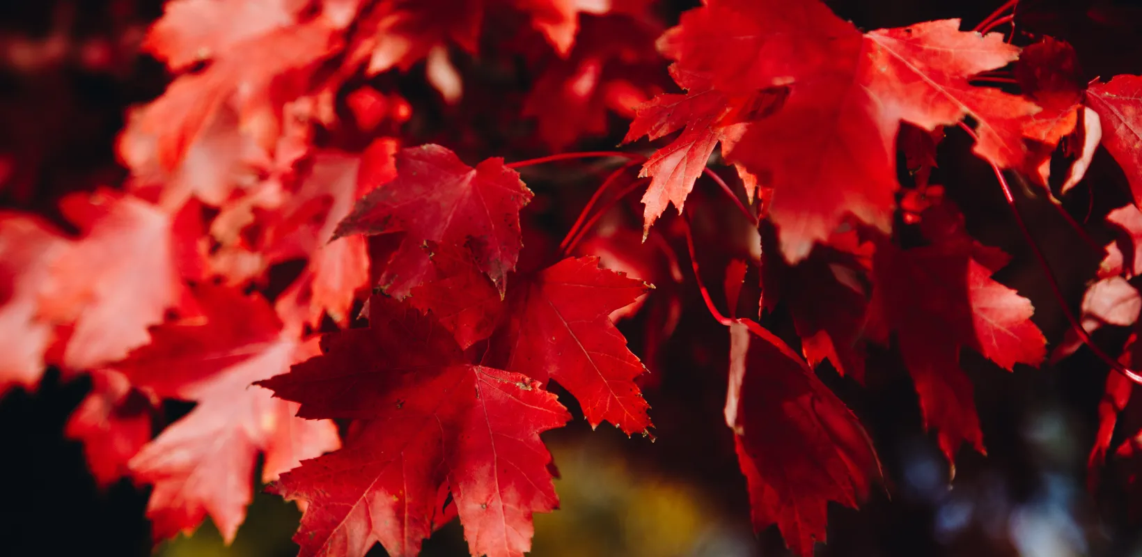 A close-up of red maple leaves in fall