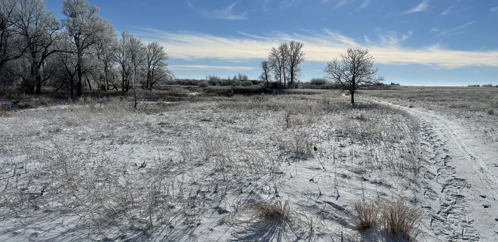 Grassland covered in snow with a bright blue sky.