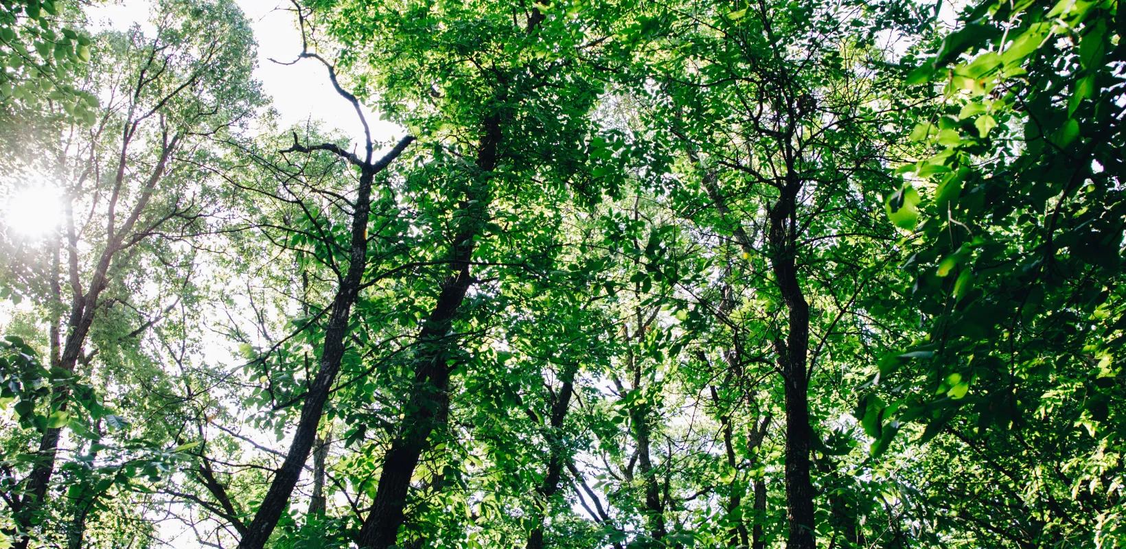 A forest with the sun shining through the canopy