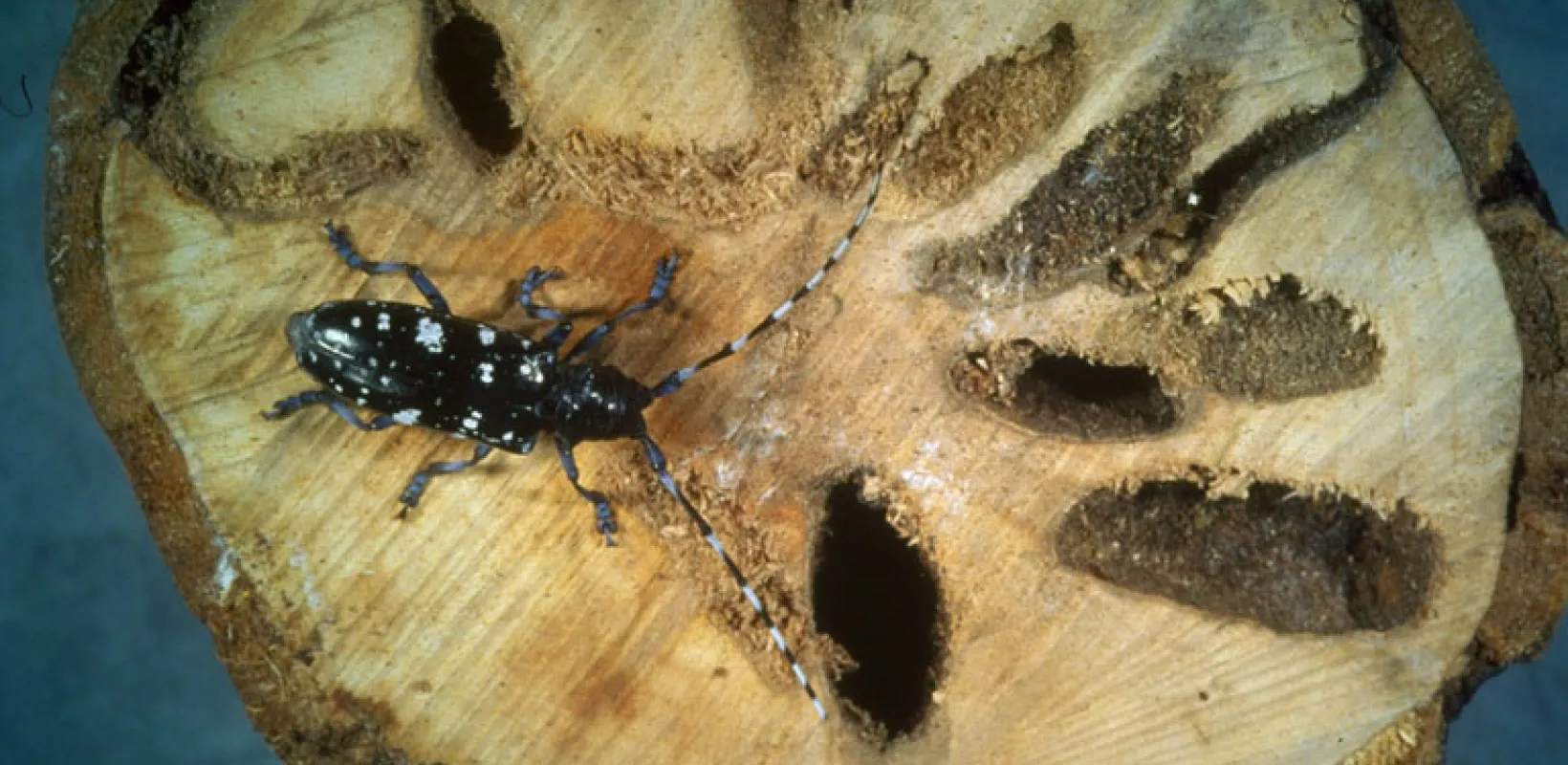 An Asian Longhorned Beetle on top of wood showing large holes
