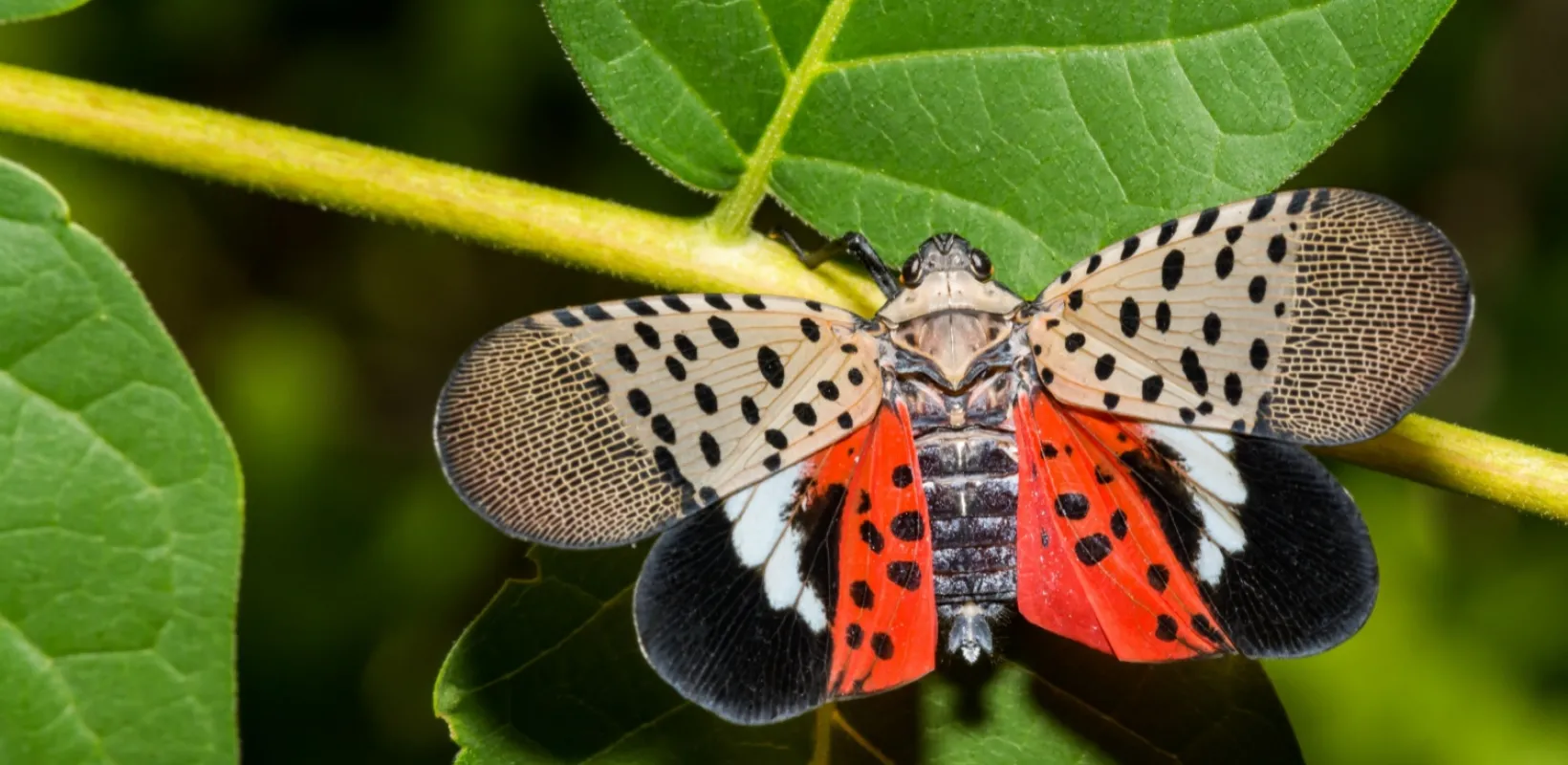 Spotted Lanternfly