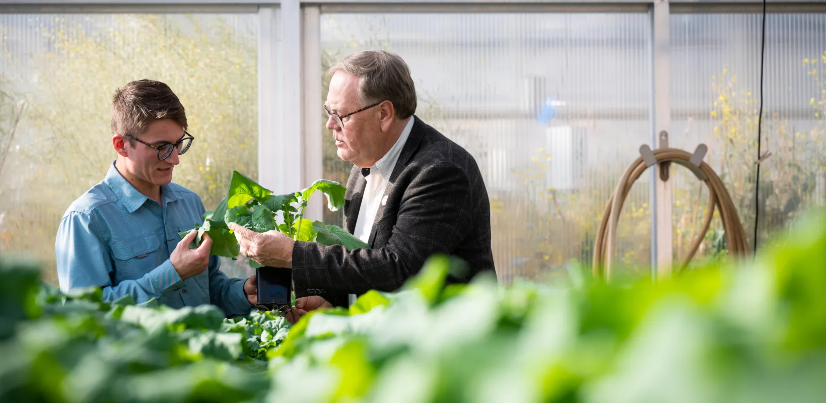 student and professor inspecting a plant in the greenhouse