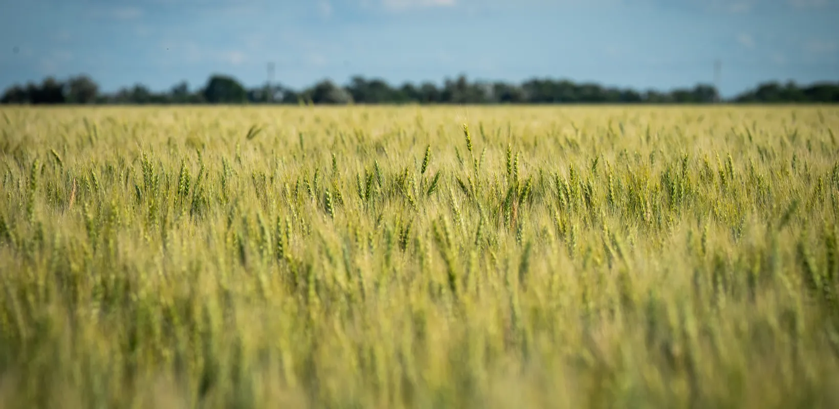 close up of a wheat field in ND