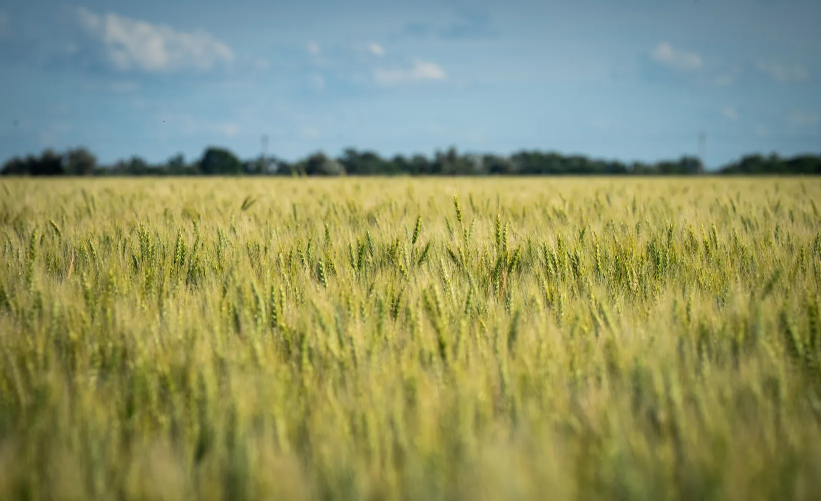 close up of a wheat field in North Dakota