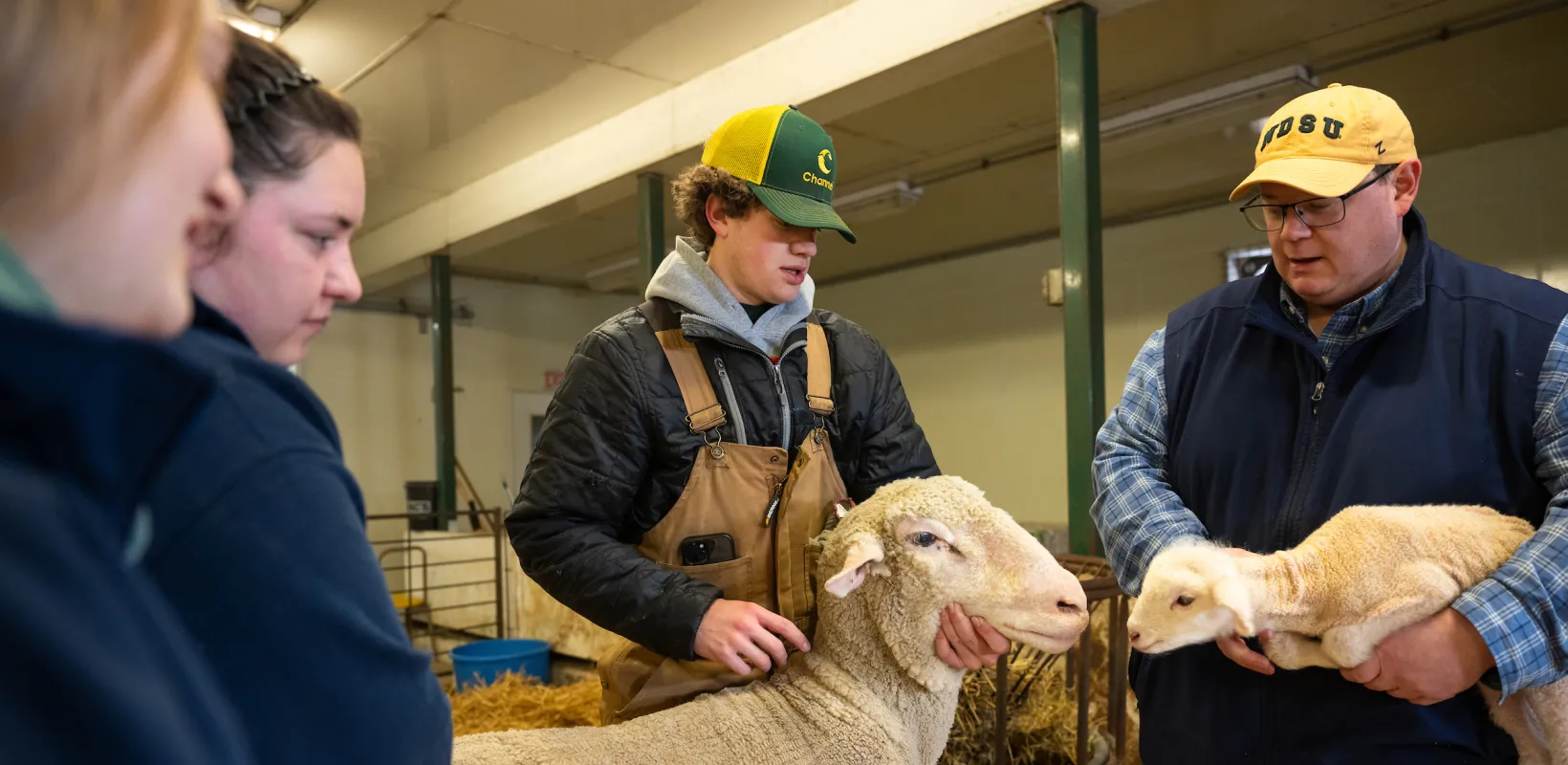 students and professor attending to sheep