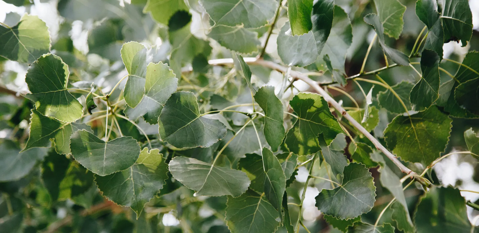 Cottonwood leaves on a branch