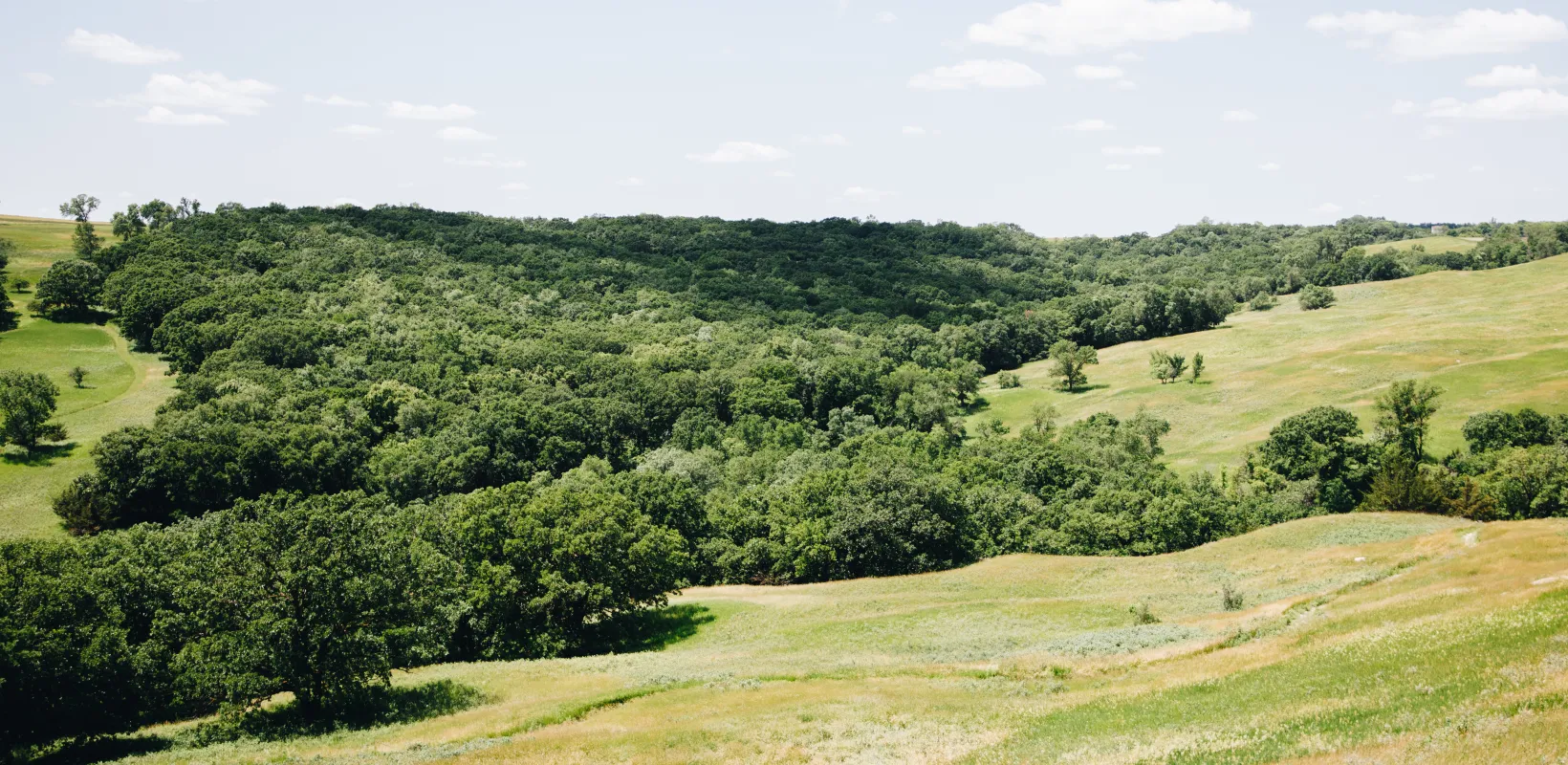 A forest along a valley