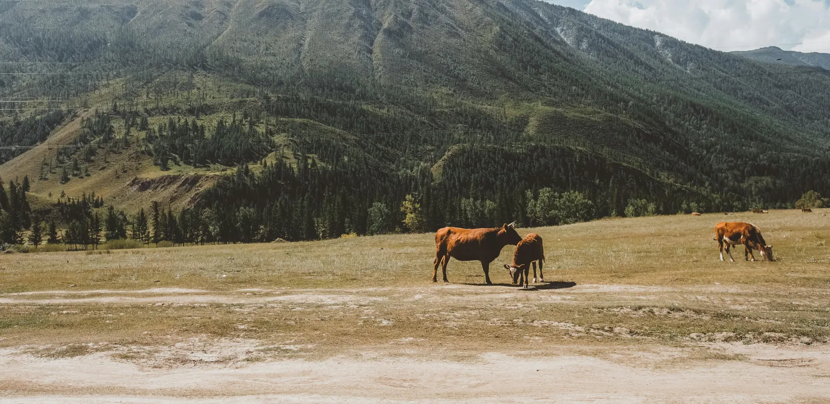 scenic view of cattle on the range