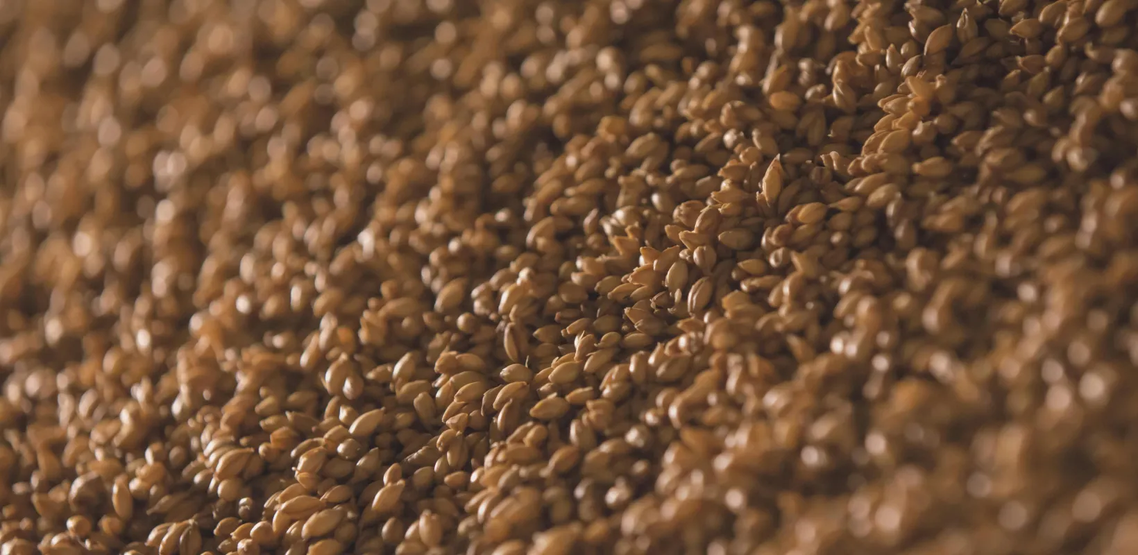 close up of malt used in brewing