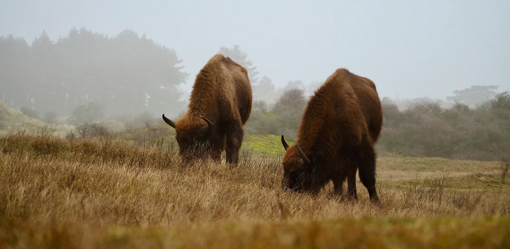 Bison grazing on the range