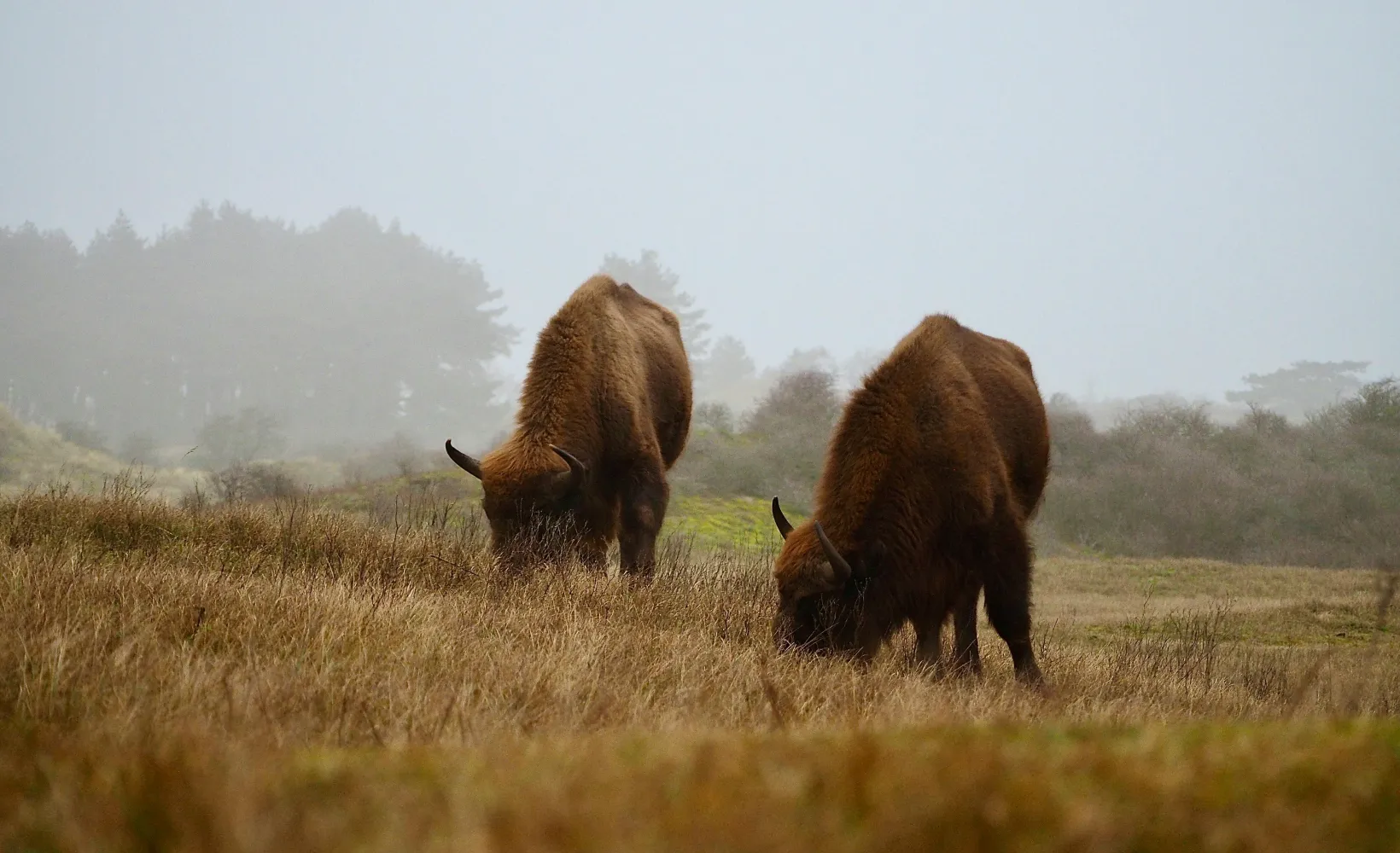 Bison grazing on the range