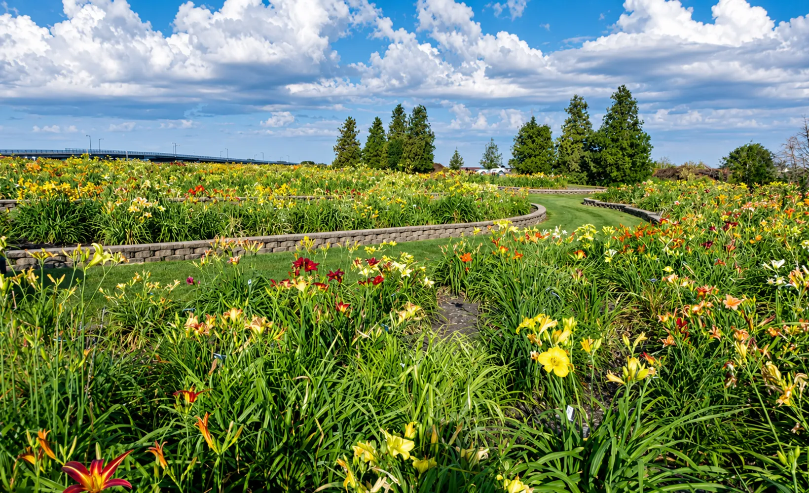 NDSU daylily gardens