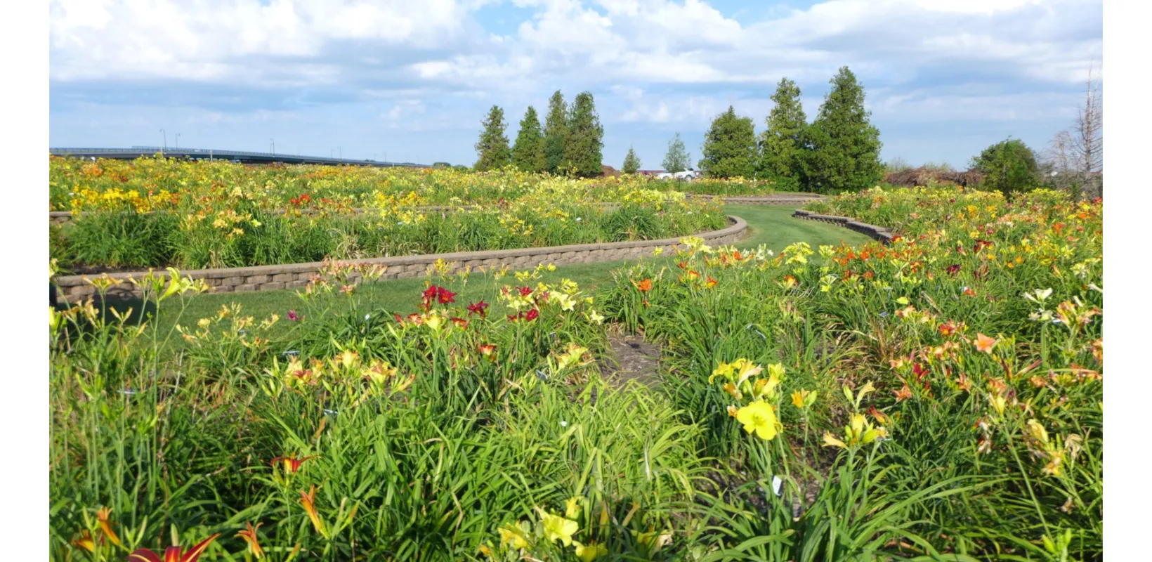 NDSU daylily gardens