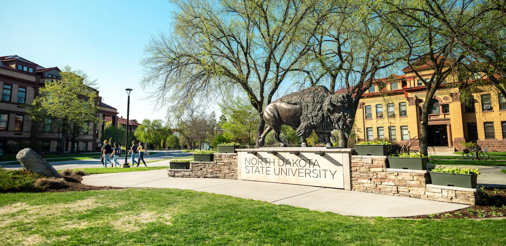 Bison statue on the NDSU campus